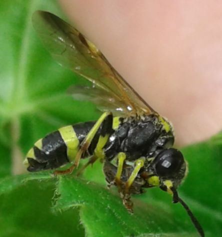 Tenthredinidae : Tenthredo zonula? S